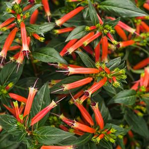 Cuphea hybrid 'Vermillionaire' Mexican Heather from Moose Crossing Garden Center