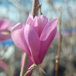 Magnolia liliiflora 'Jane' Magnolia from Moose Crossing Garden Center