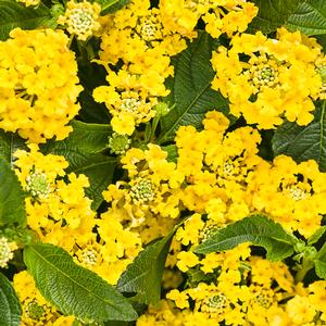 Lantana camara 'Luscious Bananarama' Lantana from Moose Crossing Garden Center