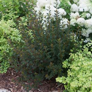 Physocarpus opulifolius 'Tiny Wine' Tiny Wine Ninebark from Moose Crossing Garden Center