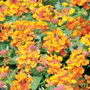Lantana camara 'Luscious Marmalade' Lantana from Moose Crossing Garden Center