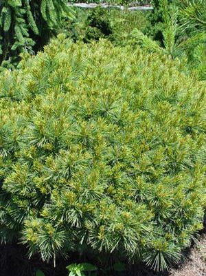 Pinus strobus 'Soft Touch' White Pine from Moose Crossing Garden Center