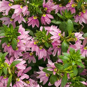 Scaevola hybrid 'Whirlwind Pink' Fan Flower from Moose Crossing Garden Center