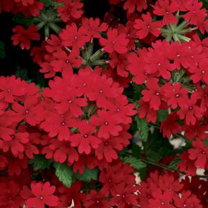 Verbena hybrid 'Superbena Royale Red' Verbena from Moose Crossing Garden Center