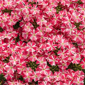 Verbena hybrid 'Superbena Royale Cherry Burst' Verbena from Moose Crossing Garden Center
