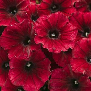 Petunia hybrid 'Supertunia Black Cherry' Petunia from Moose Crossing Garden Center