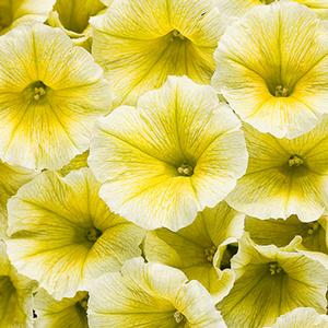Petunia hybrid 'Supertunia Limoncello' Petunia from Moose Crossing Garden Center