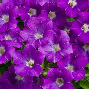 Petunia hybrid 'Supertunia Morning Glory Charm' Petunia from Moose Crossing Garden Center
