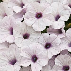 Petunia hybrid 'Supertunia Silver' Petunia from Moose Crossing Garden Center