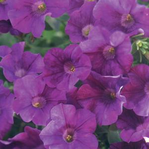 Petunia hybrid 'Surfinia Amethyst' Petunia from Moose Crossing Garden Center