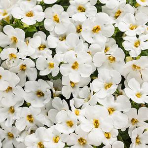 Sutera cordata 'Snowstorm Snow Globe' Bacopa from Moose Crossing Garden Center