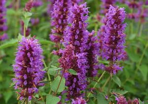 Agastache hybrid 'Blue Boa' Hyssop from Moose Crossing Garden Center