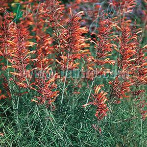 Agastache rupestris 'Orange Hyssop' Hyssop from Moose Crossing Garden Center