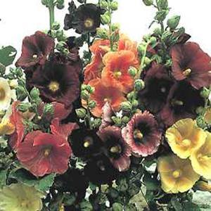 Alcea rosea 'Indian Spring Mix' Hollyhock from Moose Crossing Garden Center