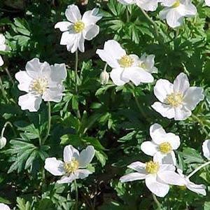 Anemone sylvestris 'Spring Anemone' Wind flower from Moose Crossing Garden Center