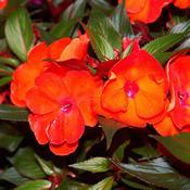 Impatiens hawkeri 'Infinity Orange' New Guinea Impatiens from Moose Crossing Garden Center