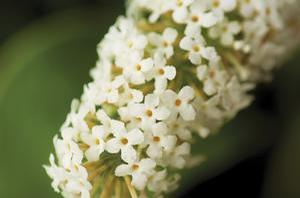 Buddleia 'Buzz Ivory' Butterfly bush from Moose Crossing Garden Center