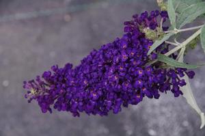 Buddleia davidii 'Buzz Midnight' Butterfly bush from Moose Crossing Garden Center