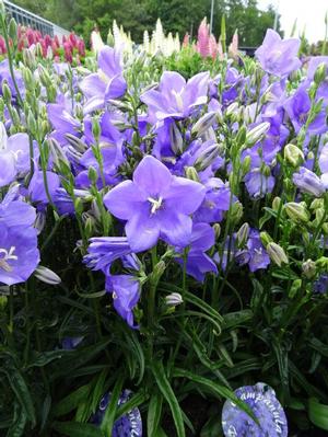 Campanula persicifolia 'Takion Blue' Peach-leaf Bell Flower from Moose Crossing Garden Center