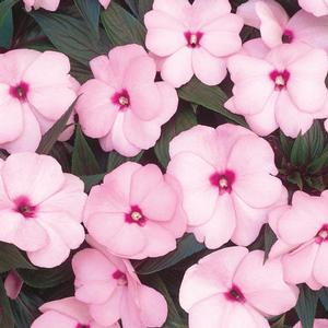 Impatiens hawkeri 'Infinity Pink' New Guinea Impatiens from Moose Crossing Garden Center