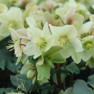 Helleborus 'HGC Champion' Lenten Rose from Moose Crossing Garden Center