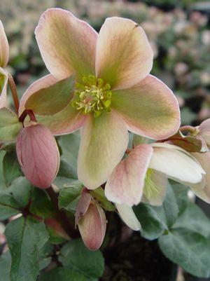 Helleborus 'Ivory Prince' Lenten Rose from Moose Crossing Garden Center