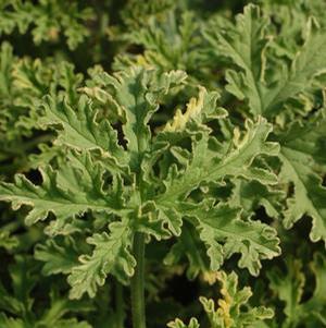 Pelargonium citrosa 'Lady Plymouth' Variegated Mosquito Plant from Moose Crossing Garden Center