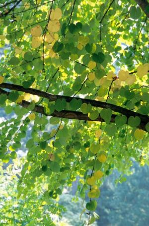 Cercidiphyllum japonicum Katsura Tree from Moose Crossing Garden Center