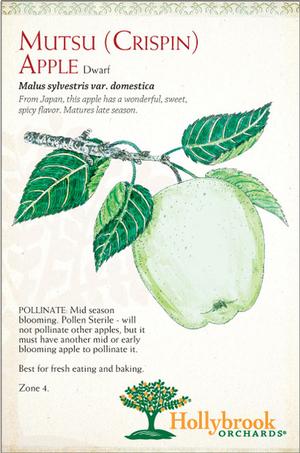 Malus domestica 'Mutsu (Crispin)' Semi-Dwarf Apple from Moose Crossing Garden Center