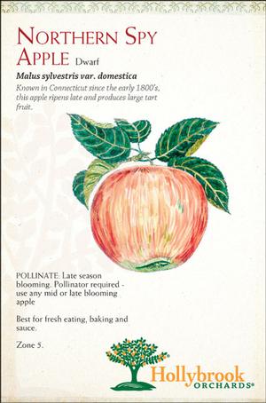 Malus domestica 'Northern Spy' Semi-Dwarf Apple from Moose Crossing Garden Center