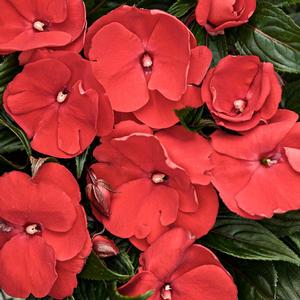 Impatiens hawkeri 'Infinity Red' New Guinea Impatiens from Moose Crossing Garden Center