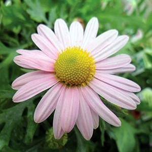 Chrysanthemum rubellum 'Clara Curtis' Hardy Garden Mum from Moose Crossing Garden Center