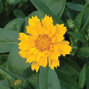 Coreopsis hybrid 'Jethro Tull' Tickseed from Moose Crossing Garden Center