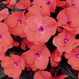 Impatiens hawkeri 'Infinity Salmon' New Guinea Impatiens from Moose Crossing Garden Center