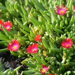 Delosperma hybrid 'Jewel of Desert Garnet' Ice Plant from Moose Crossing Garden Center