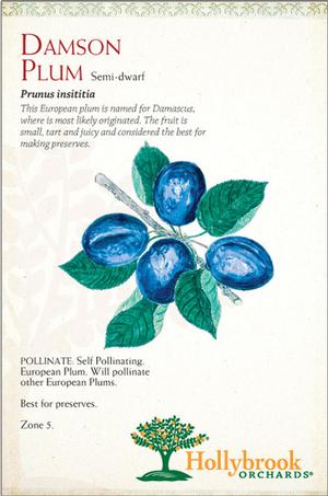 Prunus domestica (insititia) 'Damson' European Plum from Moose Crossing Garden Center