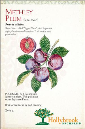Prunus salicina 'Methley' Methley Plum from Moose Crossing Garden Center