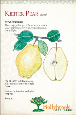 Pyrus communis 'Kieffer' European Pear from Moose Crossing Garden Center