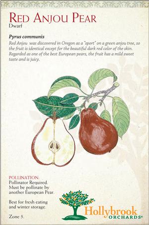 Pyrus communis 'Red Anjou' Red Anjou European Pear from Moose Crossing Garden Center