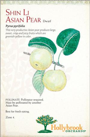 Pyrus pyrifolia 'Shin Li' Shin Li Asian Pear from Moose Crossing Garden Center