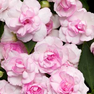 Impatiens walleriana 'Rockapulco Appleblossom' Double Impatiens from Moose Crossing Garden Center