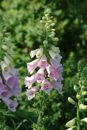 Digitalis purpurea 'Camelot Lavender' Foxglove from Moose Crossing Garden Center