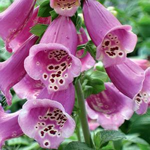 Digitalis purpurea 'Camelot Rose' Foxglove from Moose Crossing Garden Center