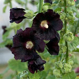 Alcea rosea 'Spotlight™ Blacknight' Hollyhock from Moose Crossing Garden Center
