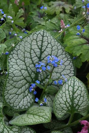 Brunnera macrophylla 'Sea Heart' Brunnera from Moose Crossing Garden Center