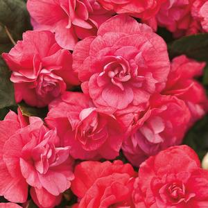Impatiens walleriana 'Rockapulco Coral Reef' Double Impatiens from Moose Crossing Garden Center
