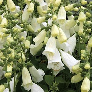 Digitalis purpurea 'Camelot White' Foxglove from Moose Crossing Garden Center