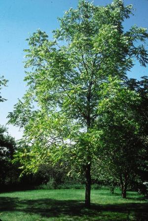 Juglan nigra 'Black Gem (Loumis)' Black Gem Walnut from Moose Crossing Garden Center