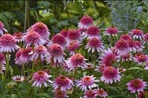 Echinacea purpurea 'Butterfly Kisses' Coneflower from Moose Crossing Garden Center