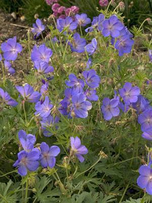 Geranium 'Johnson's Blue' Cranesbill from Moose Crossing Garden Center